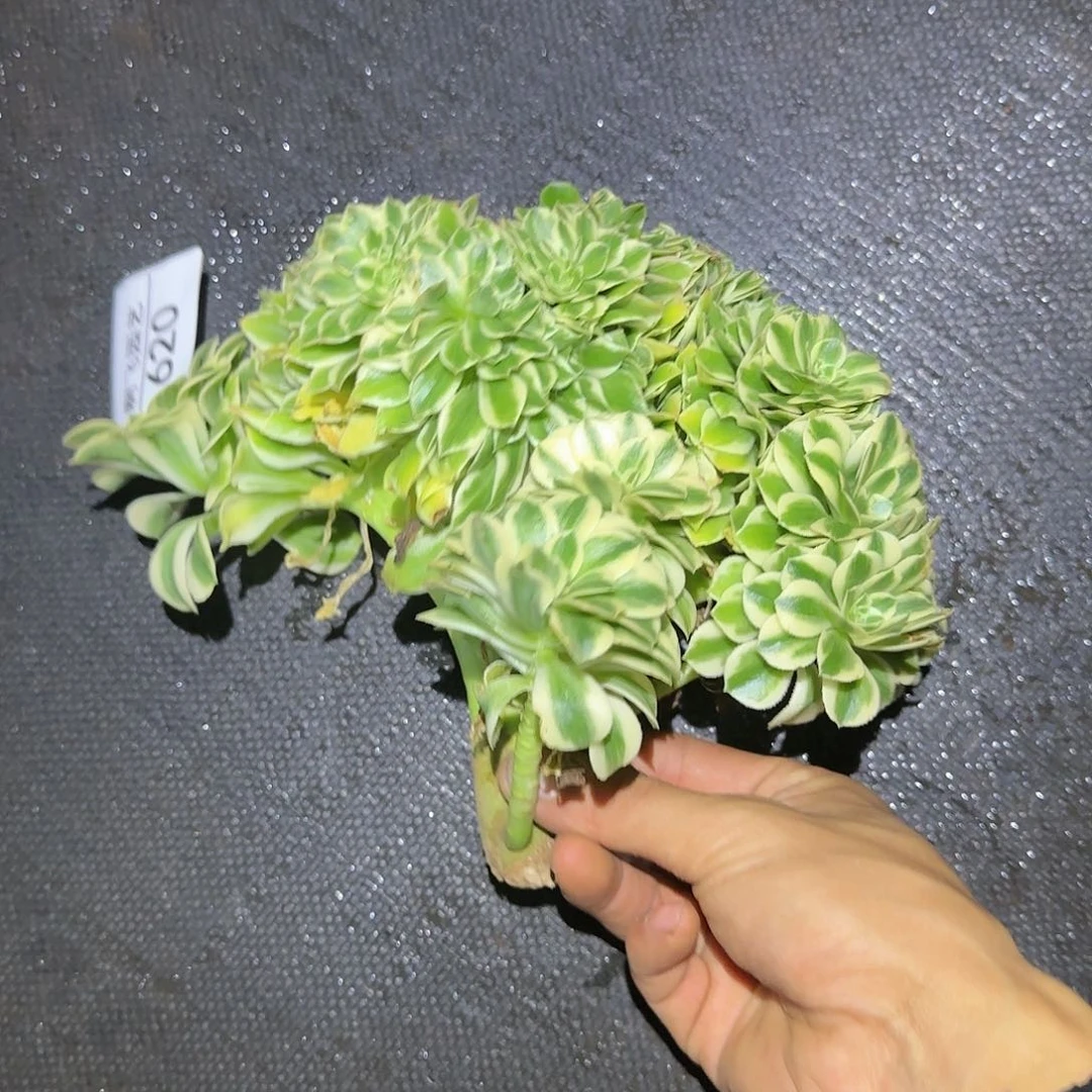 620多肉 迈巴赫缀法师福利