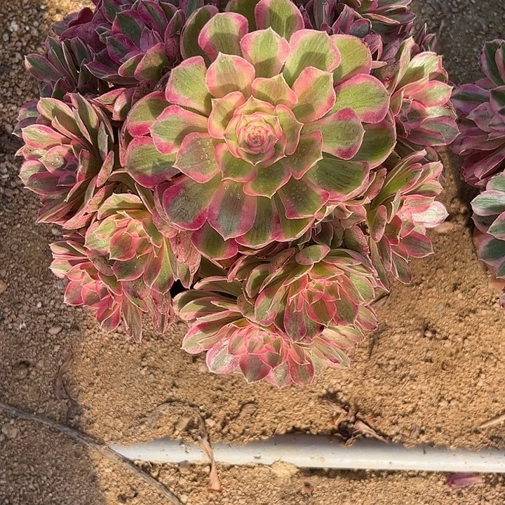 /***/多肉植物瑶光锦…………