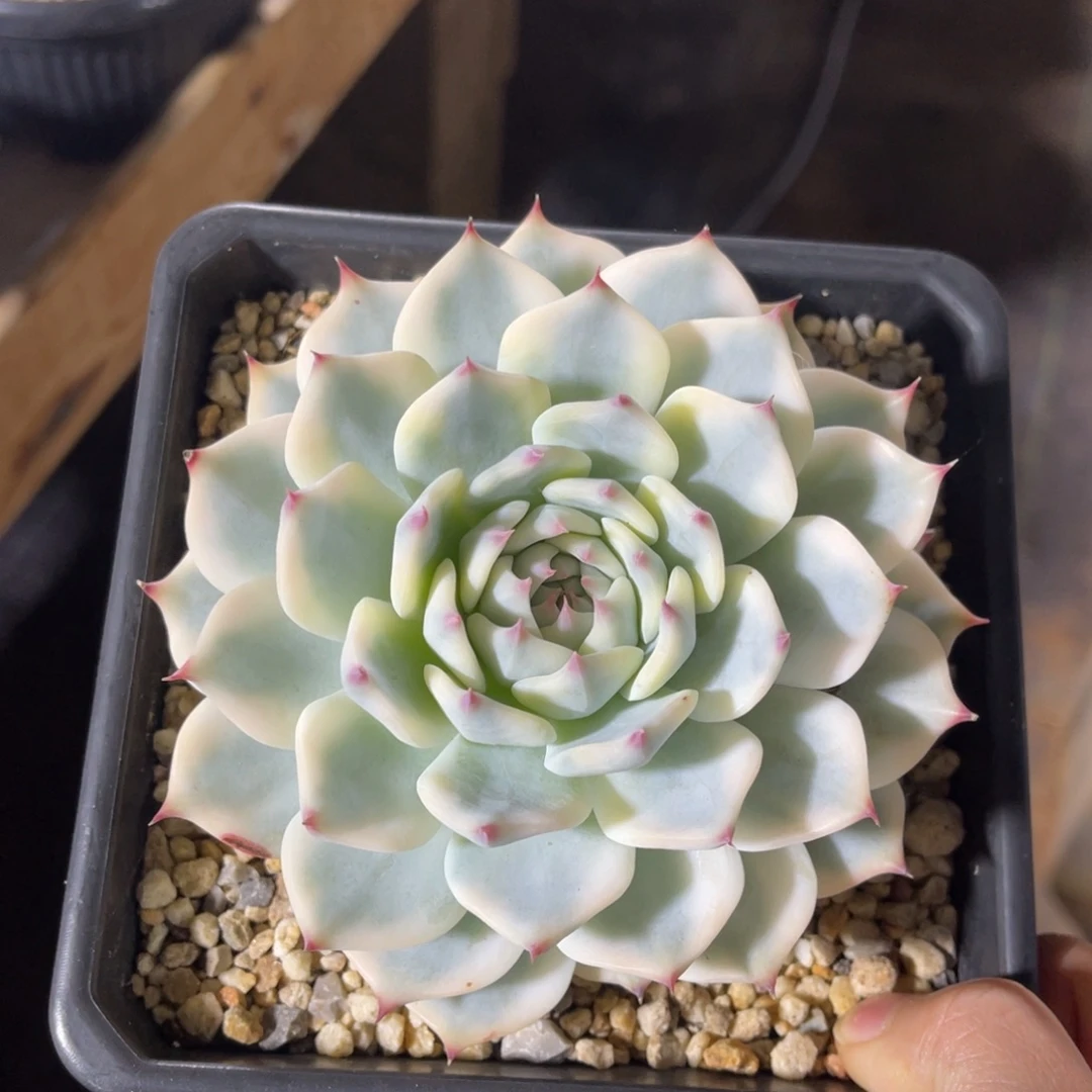 吉娃娃锦 一物一拍不支持退换
