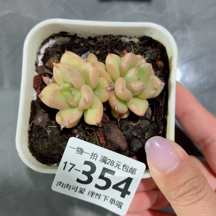 奶油鳄梨多肉无盆土发货