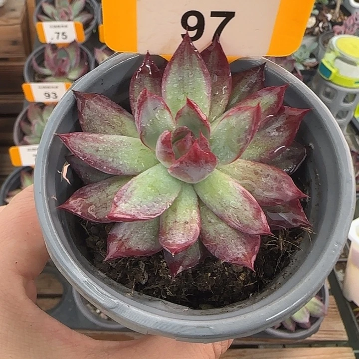 97 惊鸿仙子多肉植物