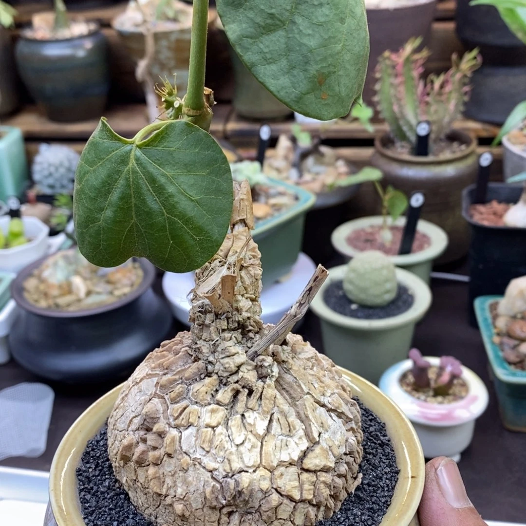 不****龟甲萝藦带盆一物一拍