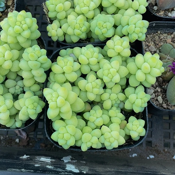 玉坠2.8带盆土发