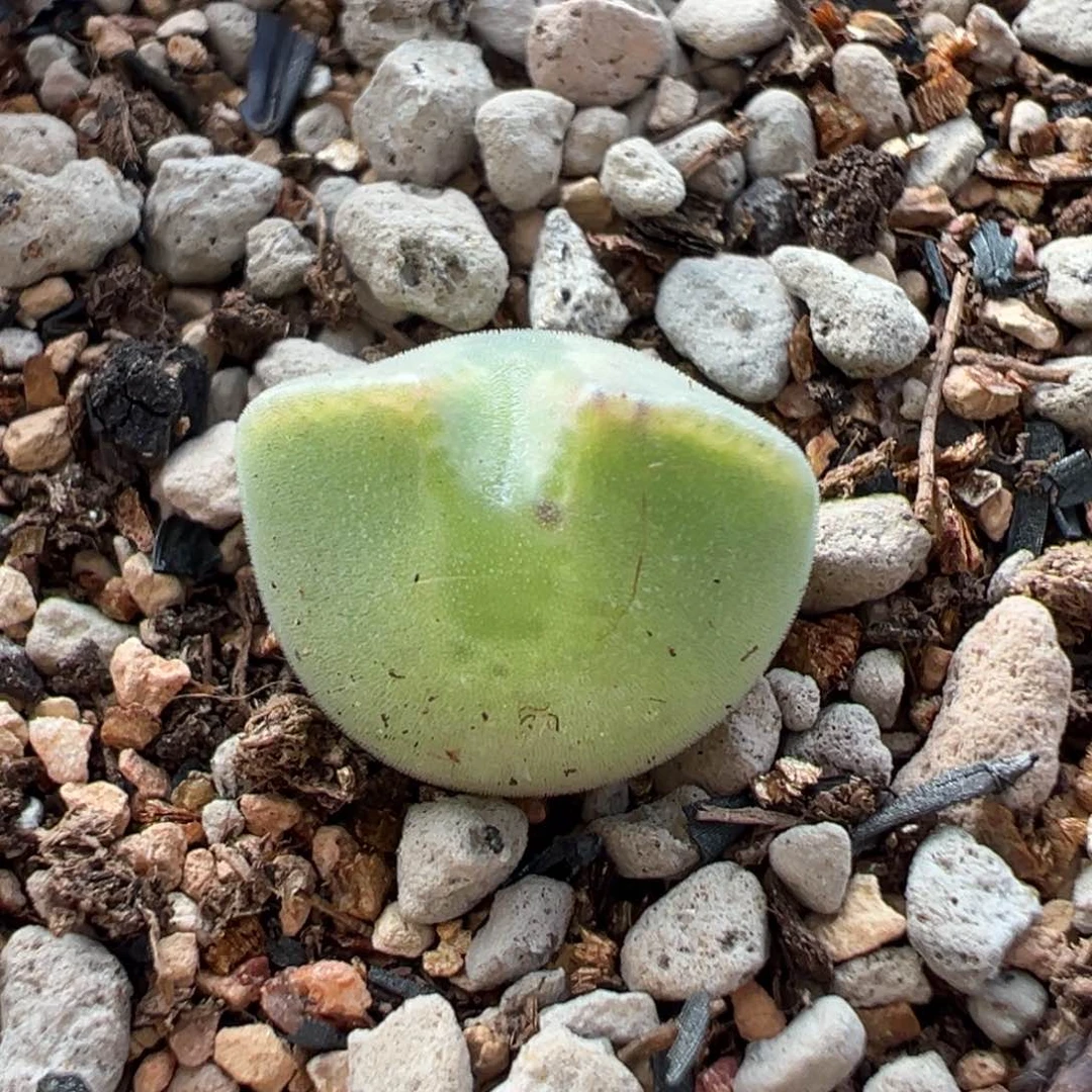 大眼空蝉多肉多肉