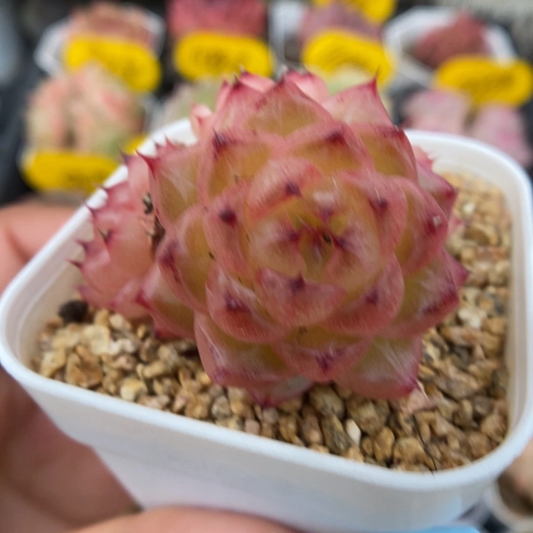 润玉珍妮可拍302号。