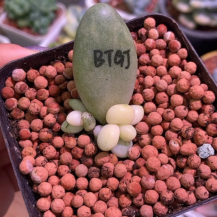 白糖果美人锦多肉植物