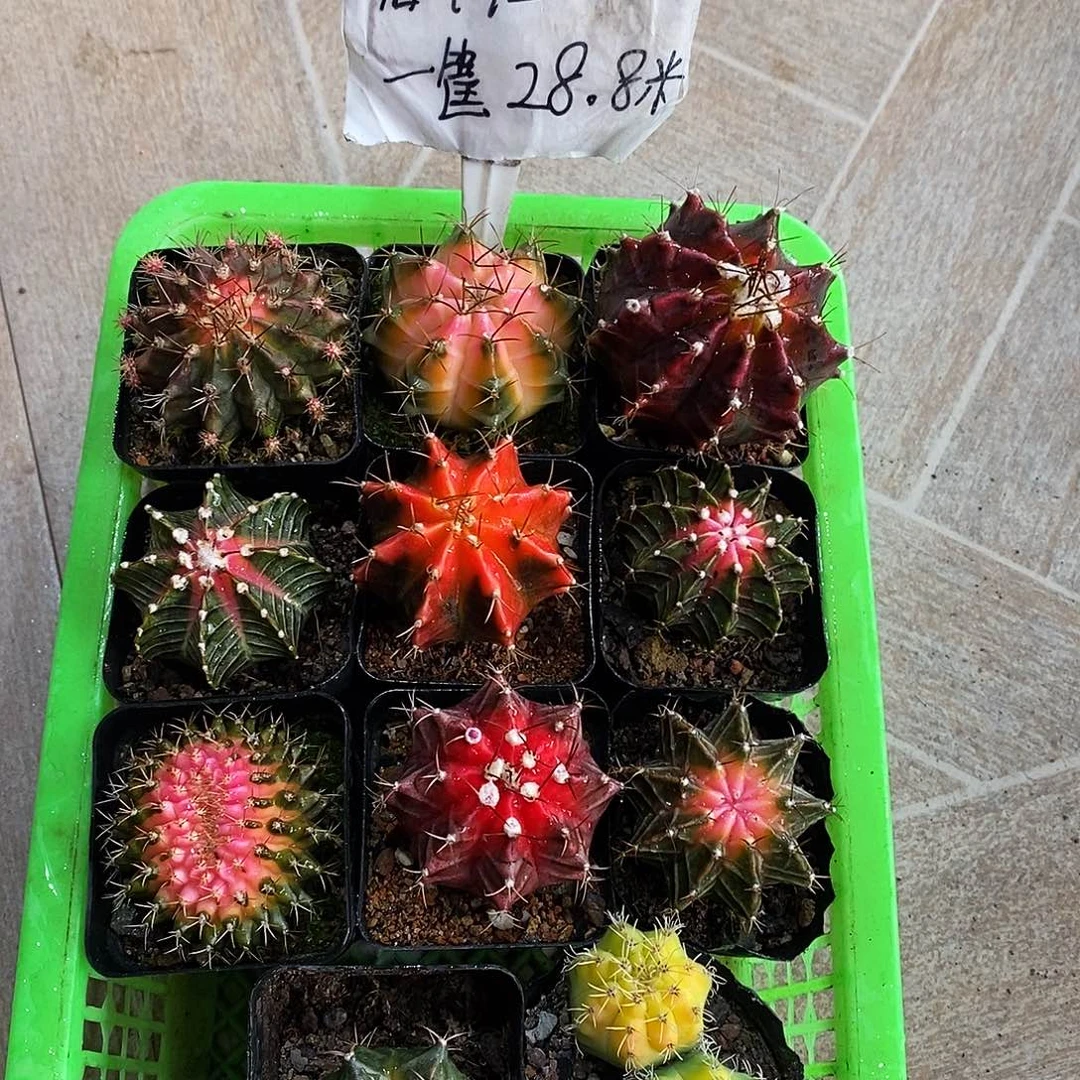 【闪购商品】嬿*神彩球