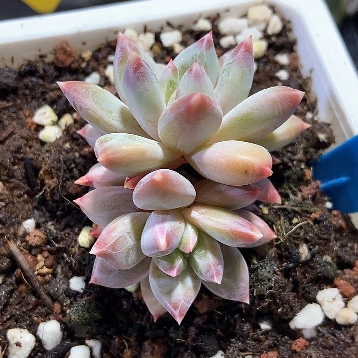 多肉植物伊丽莎白894