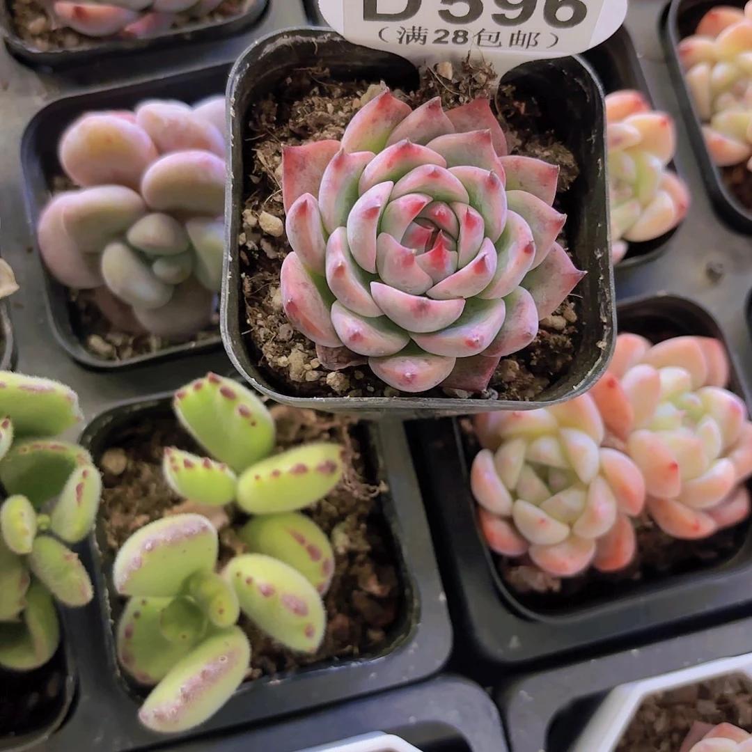 小*?D596吉娃娃一物一拍