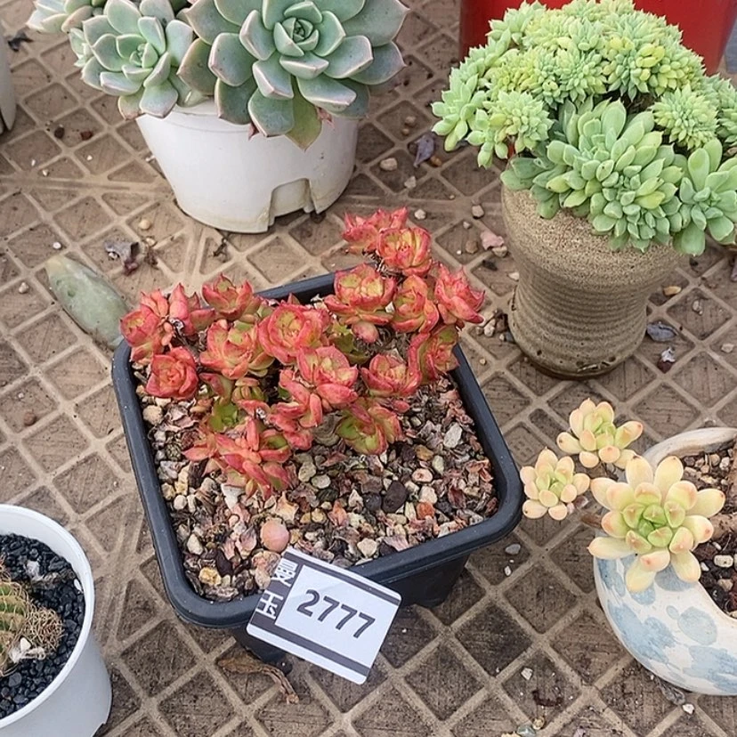 【闪购商品】蜡牡丹2777