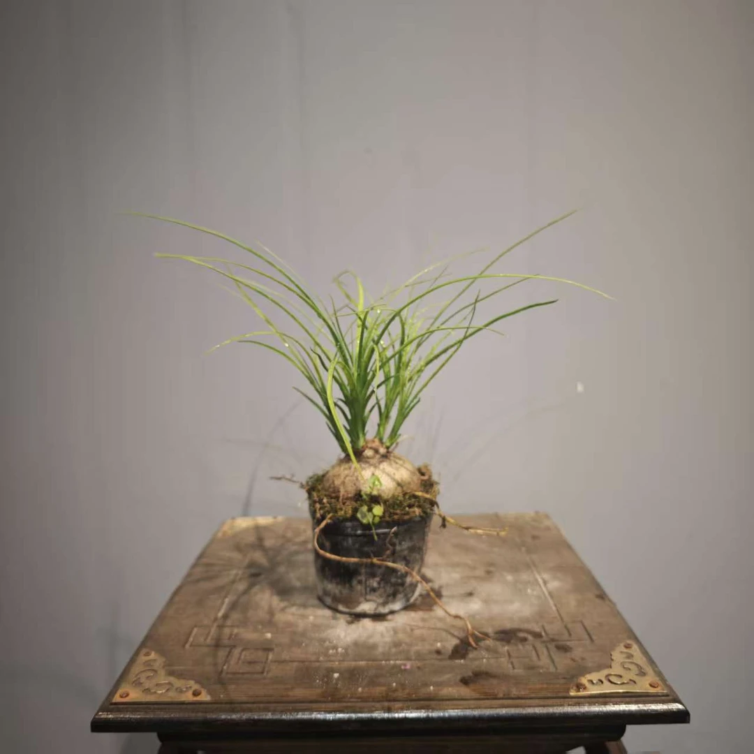 【酒瓶兰(福袋)】好养懒人绿植花卉盆栽阳台窗台懒人植物
