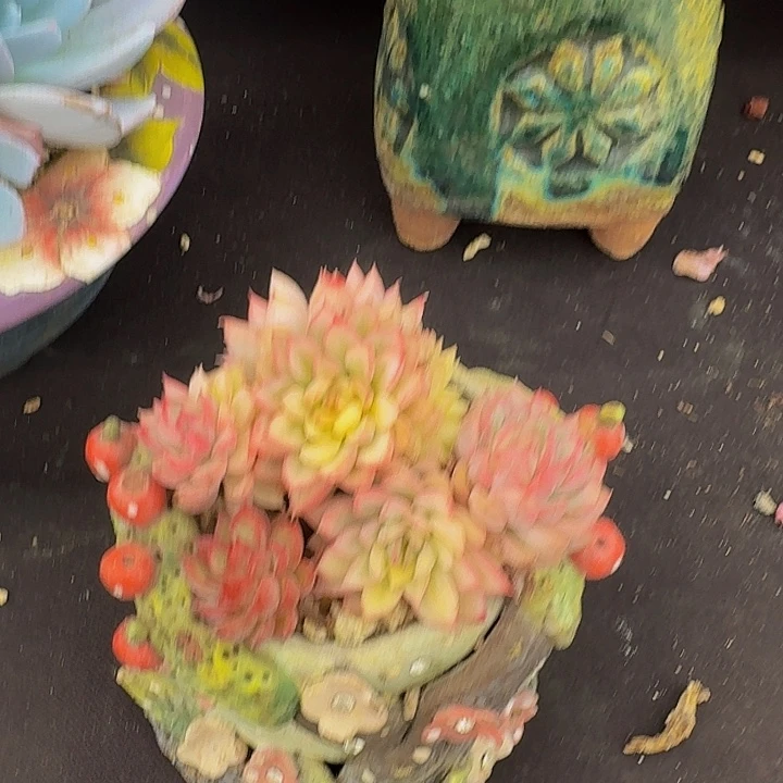 D***p多肉多肉多肉多肉