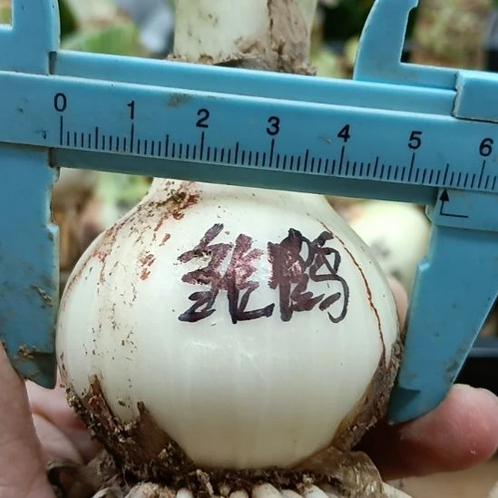无花朵雏鹤5.5裸球发货