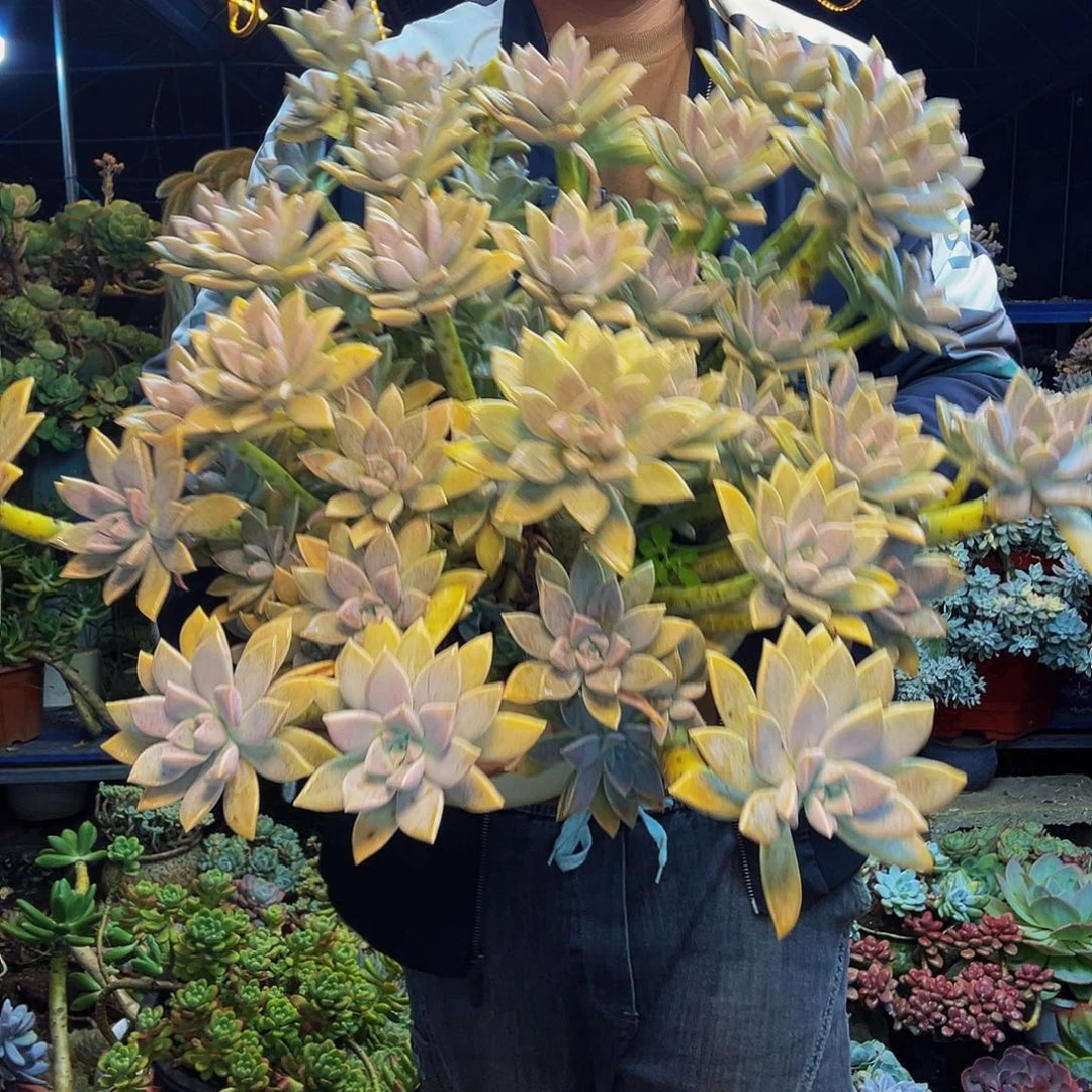 太子妃一物一拍脱土包邮