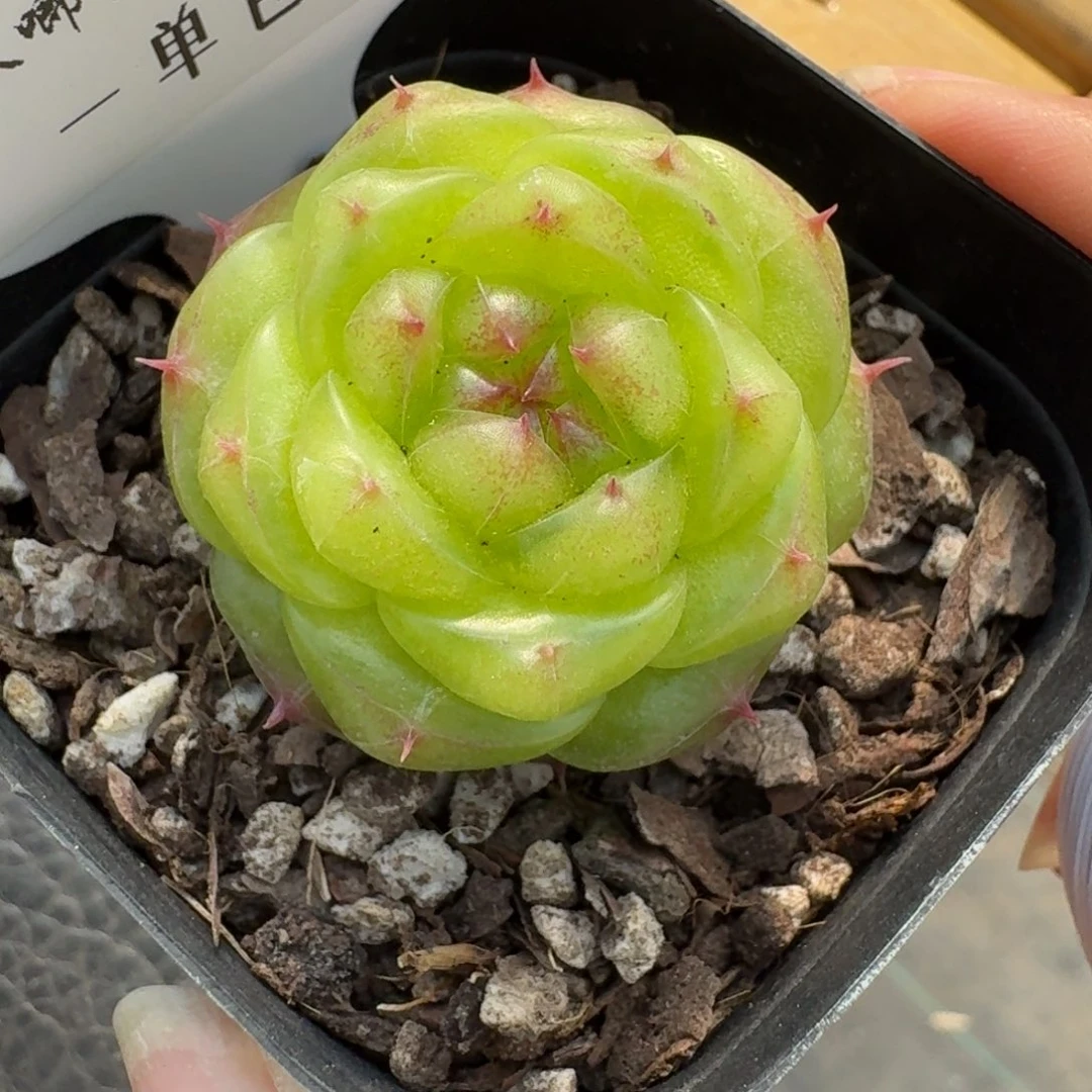 *‍****0149-无双单头一颗