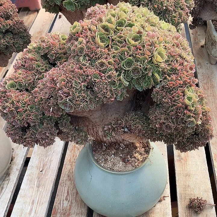 玫瑰朵朵脱土发货