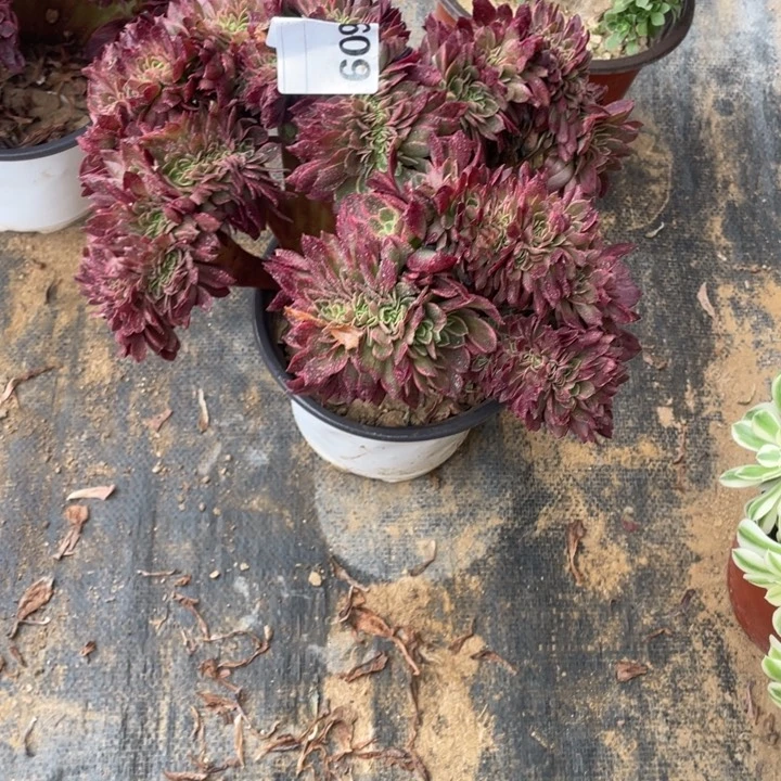 多肉皇妃缀化609