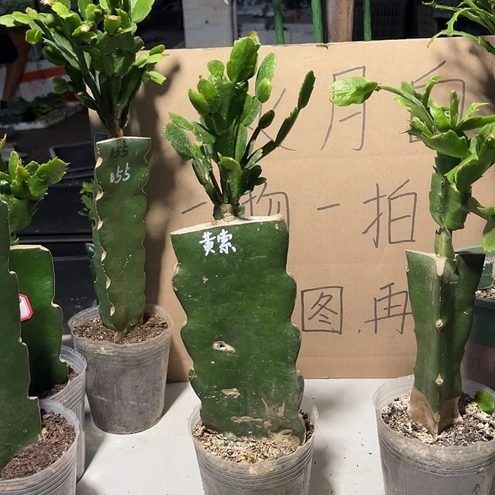 一****当前无花朵，栽培后可花朵黄索