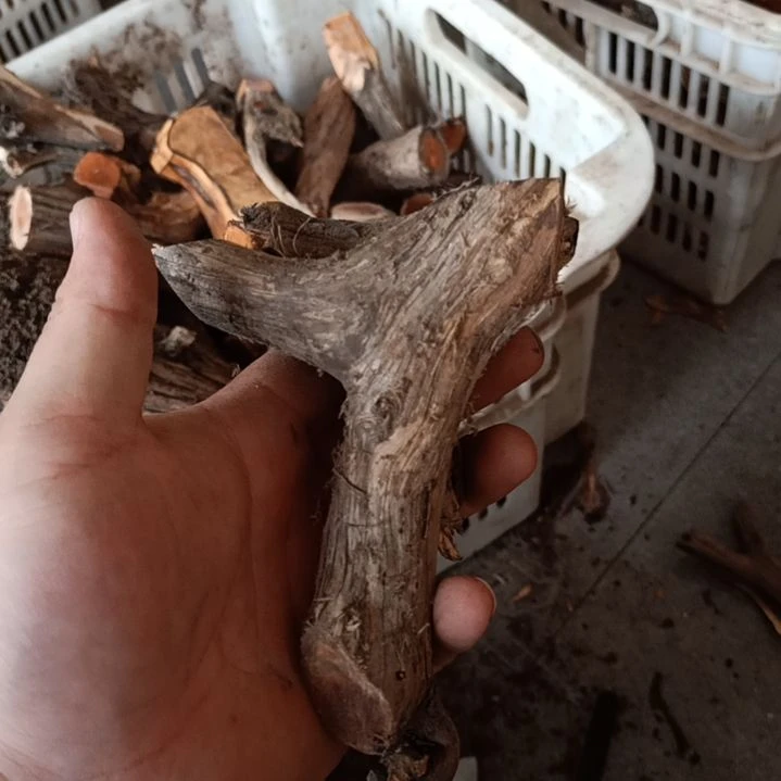 无***痕柏木崖柏原叉崖柏