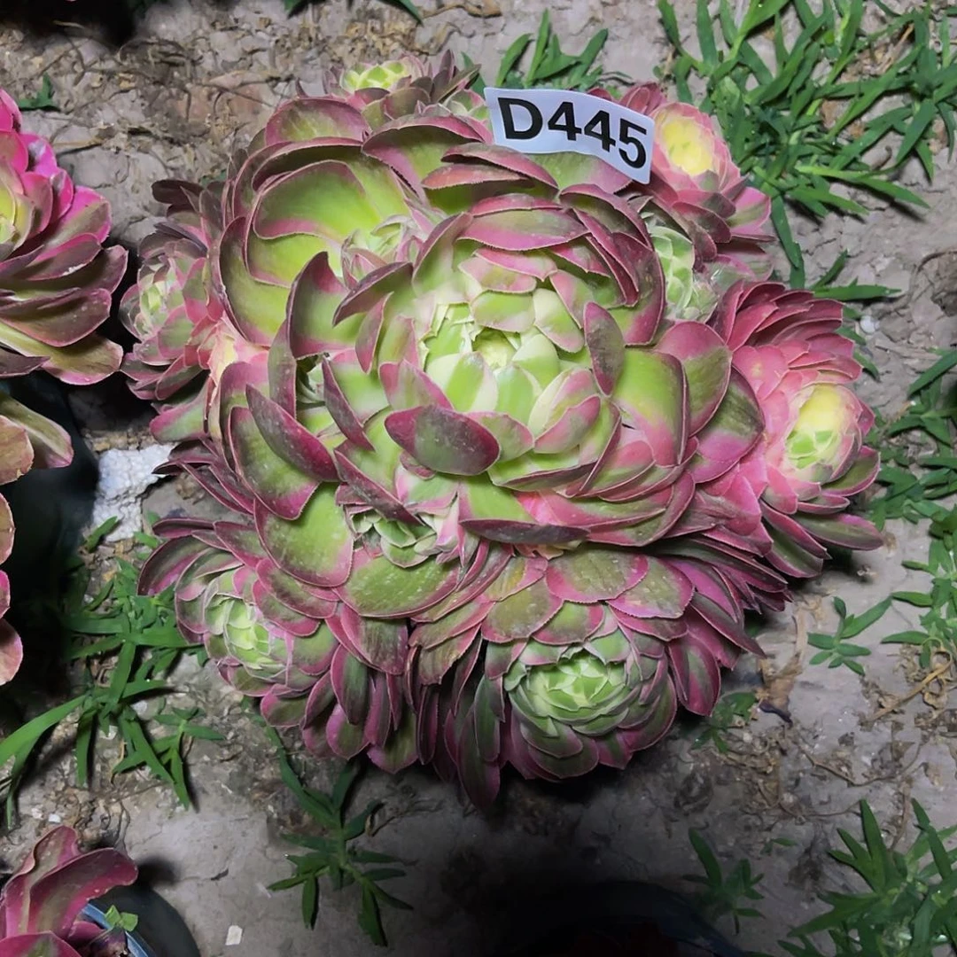 粉体海王26/外包邮