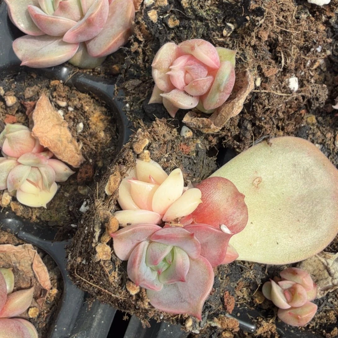 一字多肉锦湖一颗多肉锦