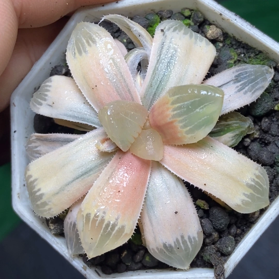 是是是是是是是是是寿