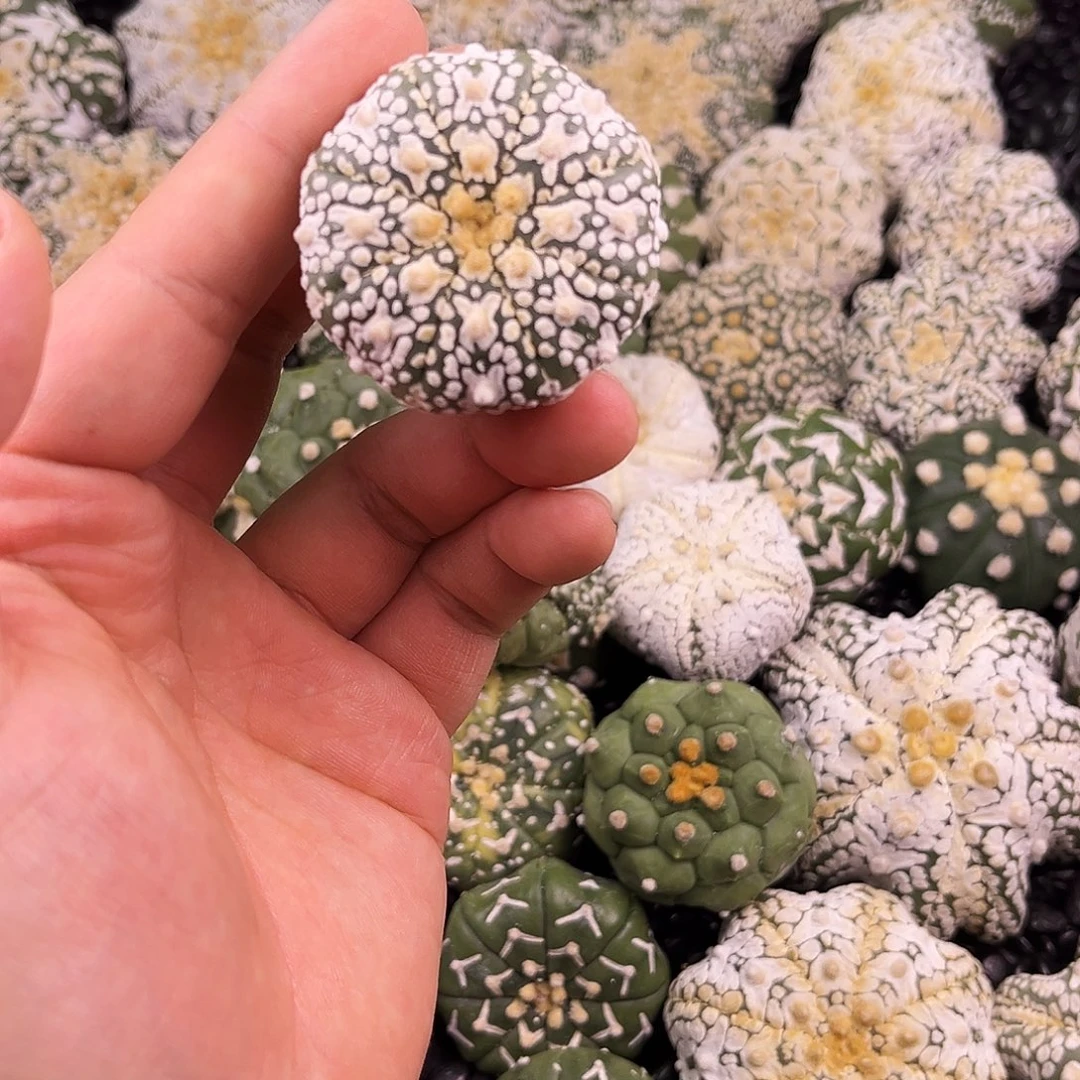 风***极哈哈哈哈哈哈哈x兜兜