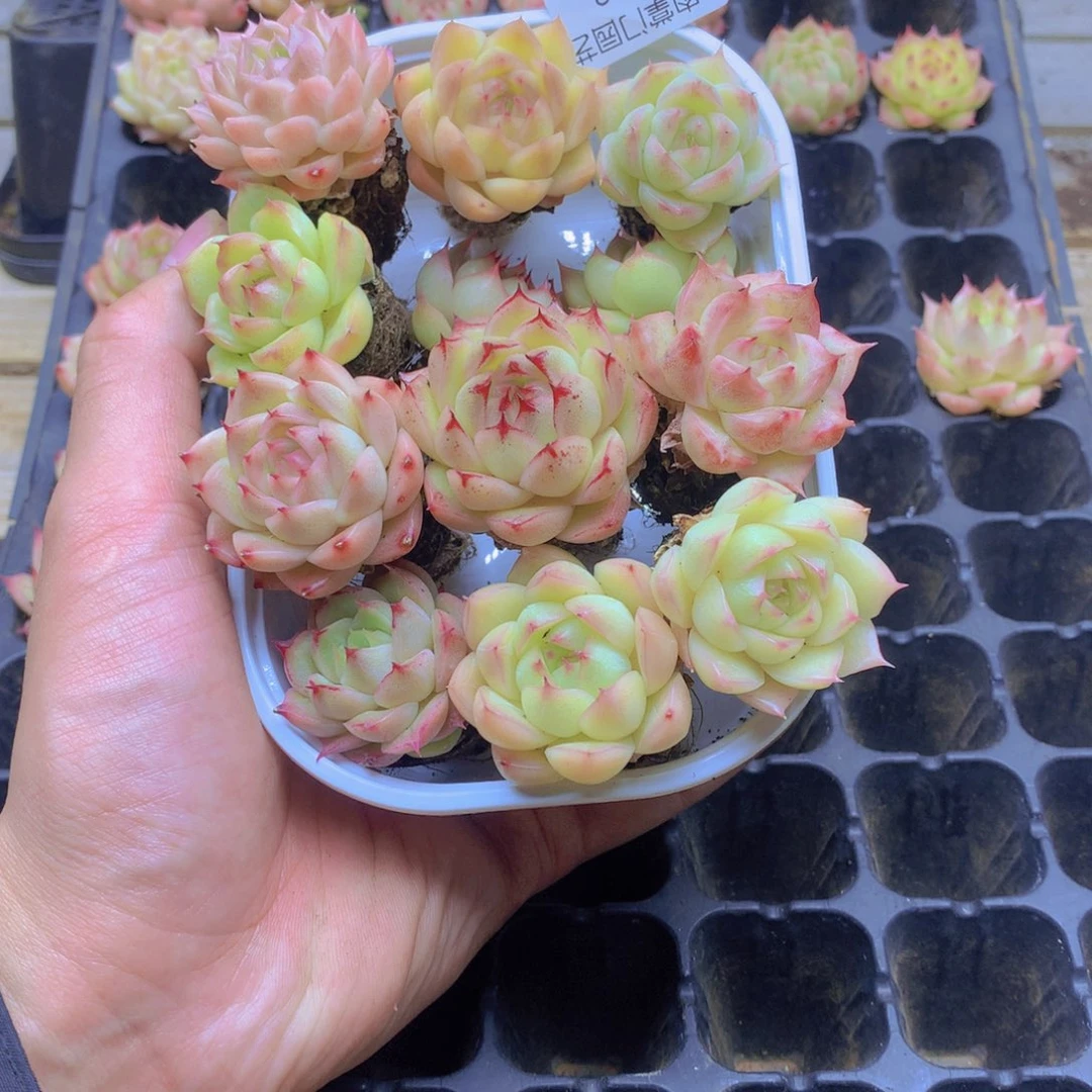 我要去看你了啊我062