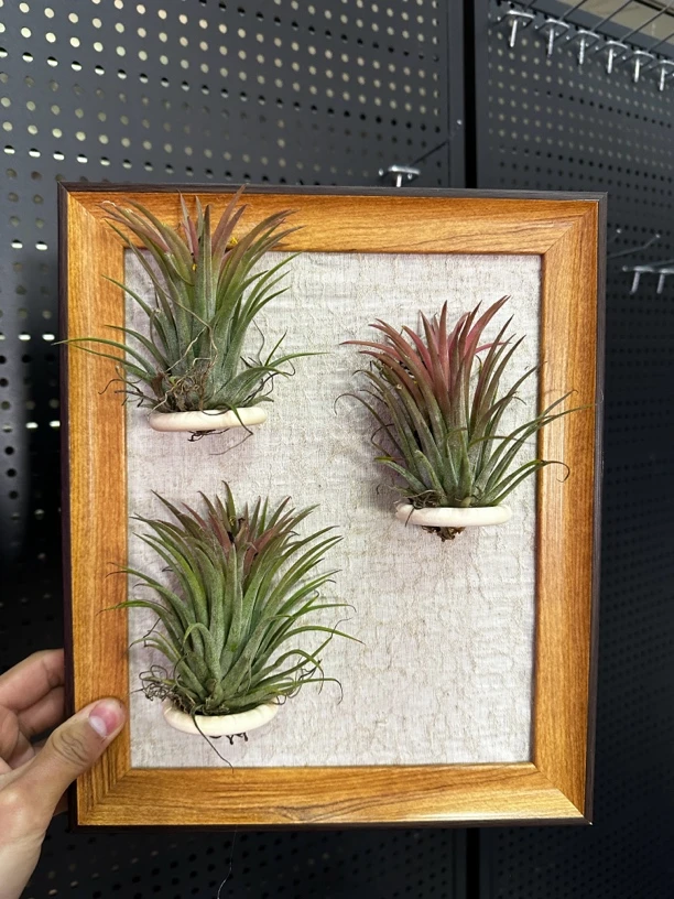 空气凤梨植物装饰相框支架小众桌面摆件挂墙diy复古高级感摆台ins