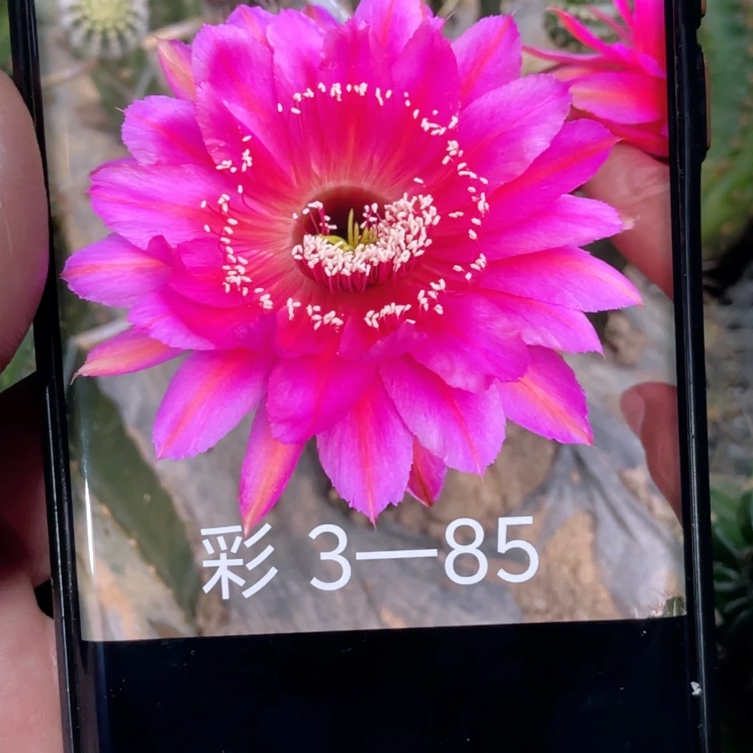 彩草 3–85侧芽 歪 满20包邮5公分