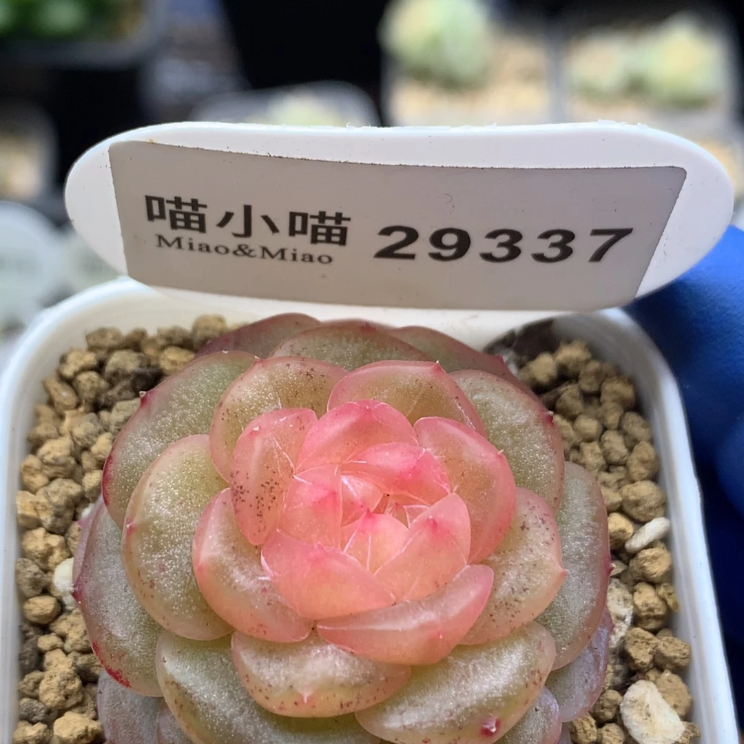 多肉植物杂交珍妮