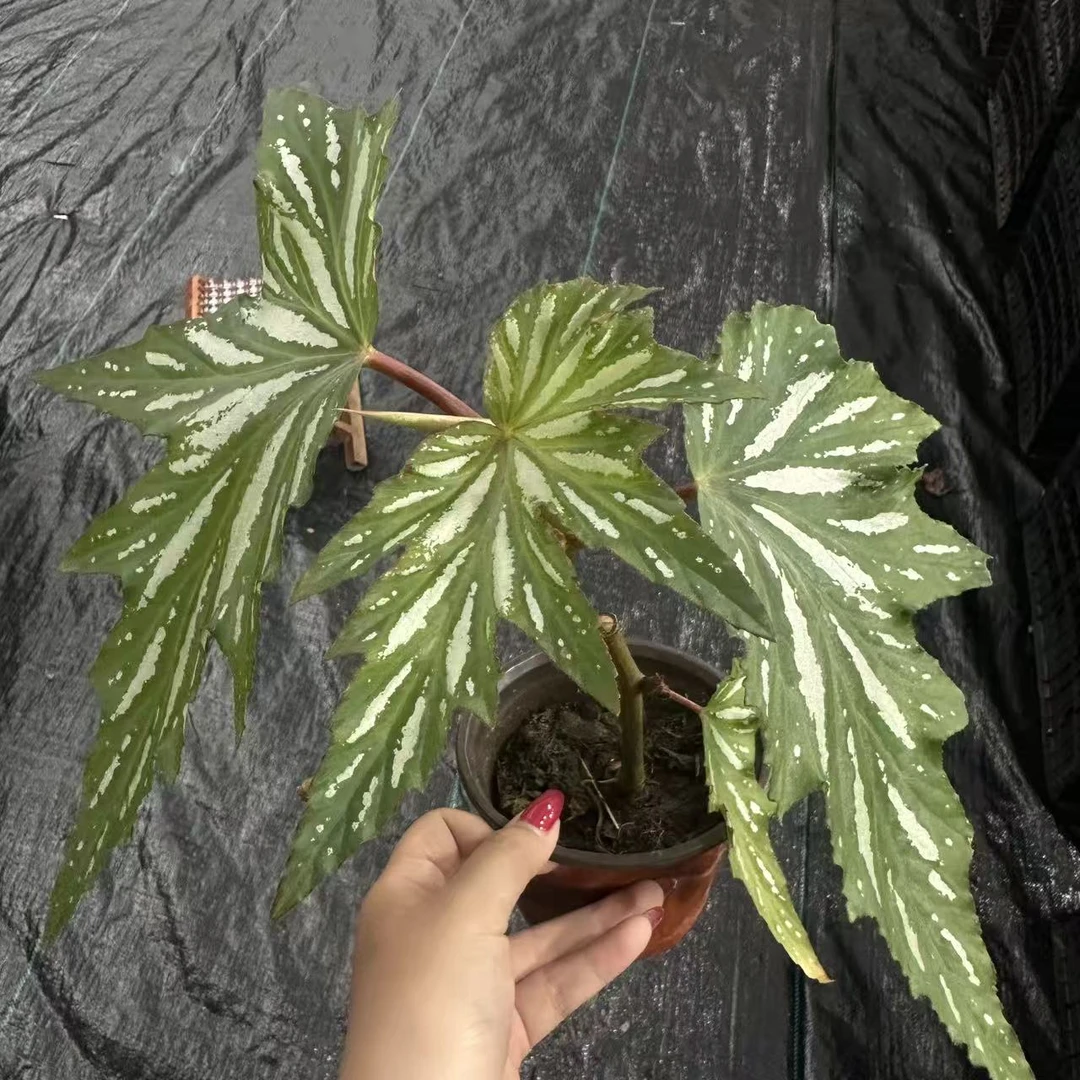 秋海棠室内耐热好养观叶绿植适合书房玄关观赏