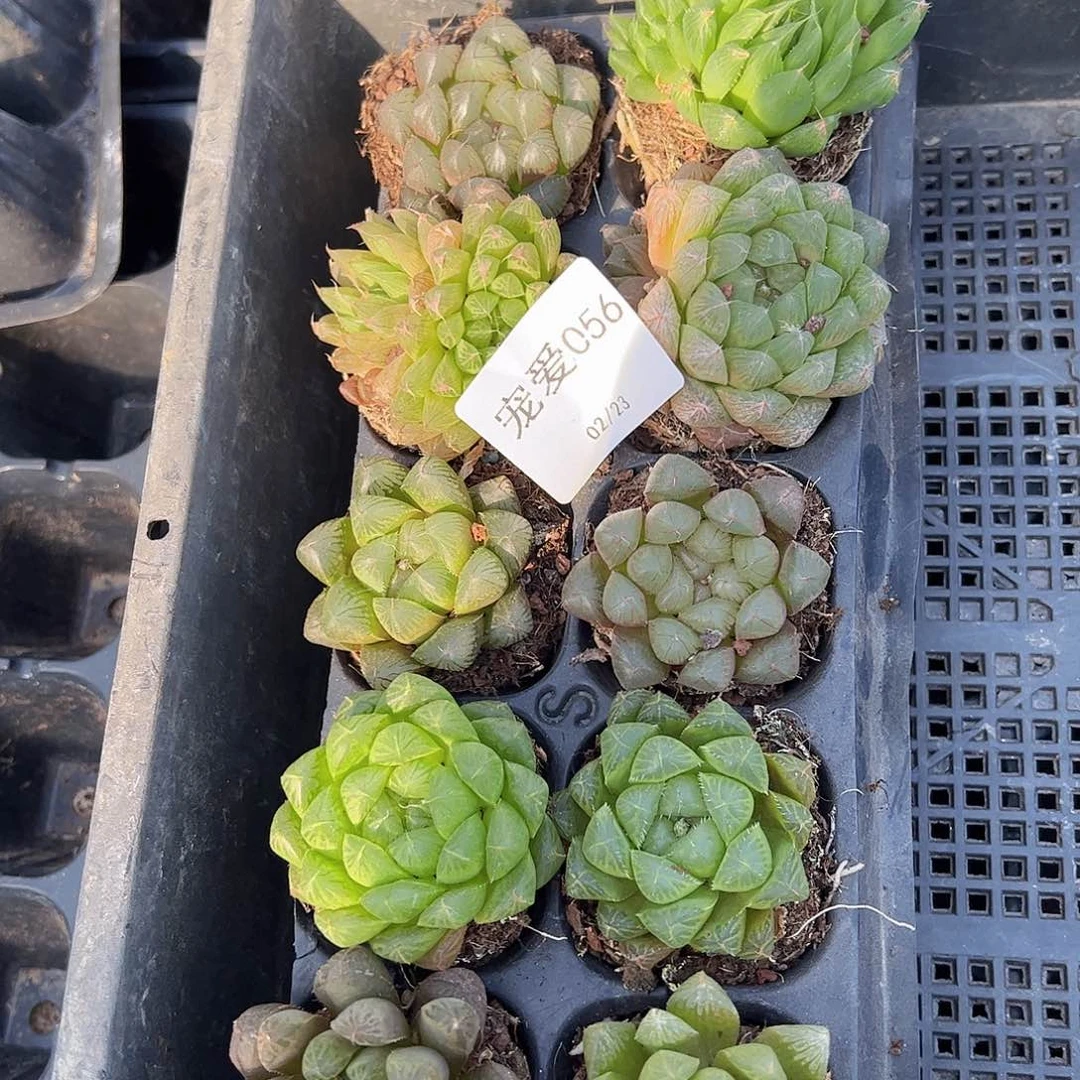 直播福利一物一拍56