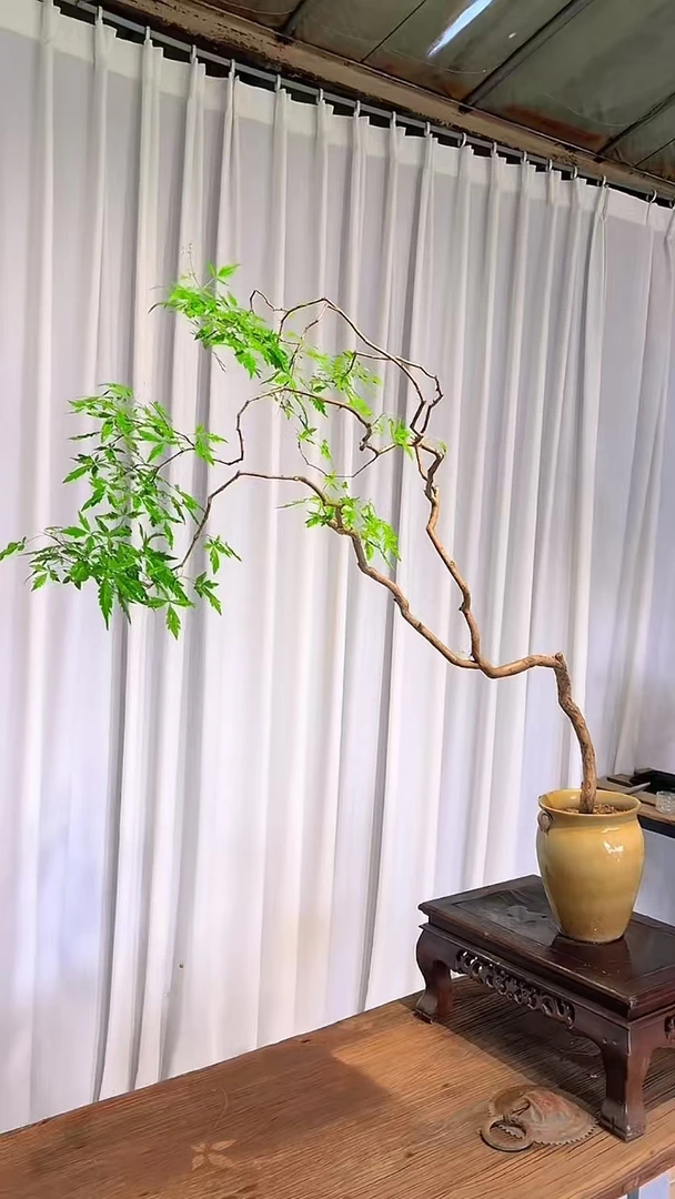 黄荆盆景素材一物一拍