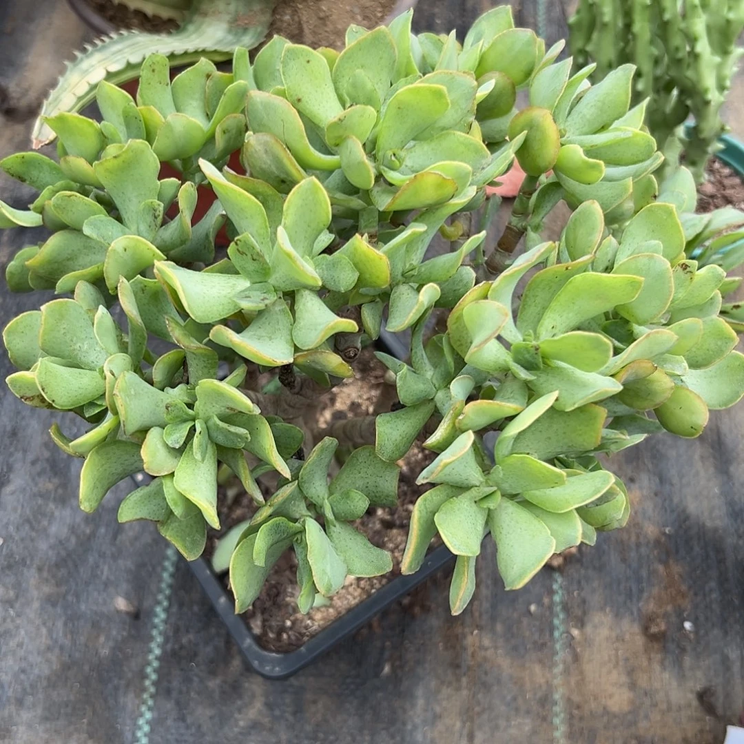 多肉植物海带知更鸟