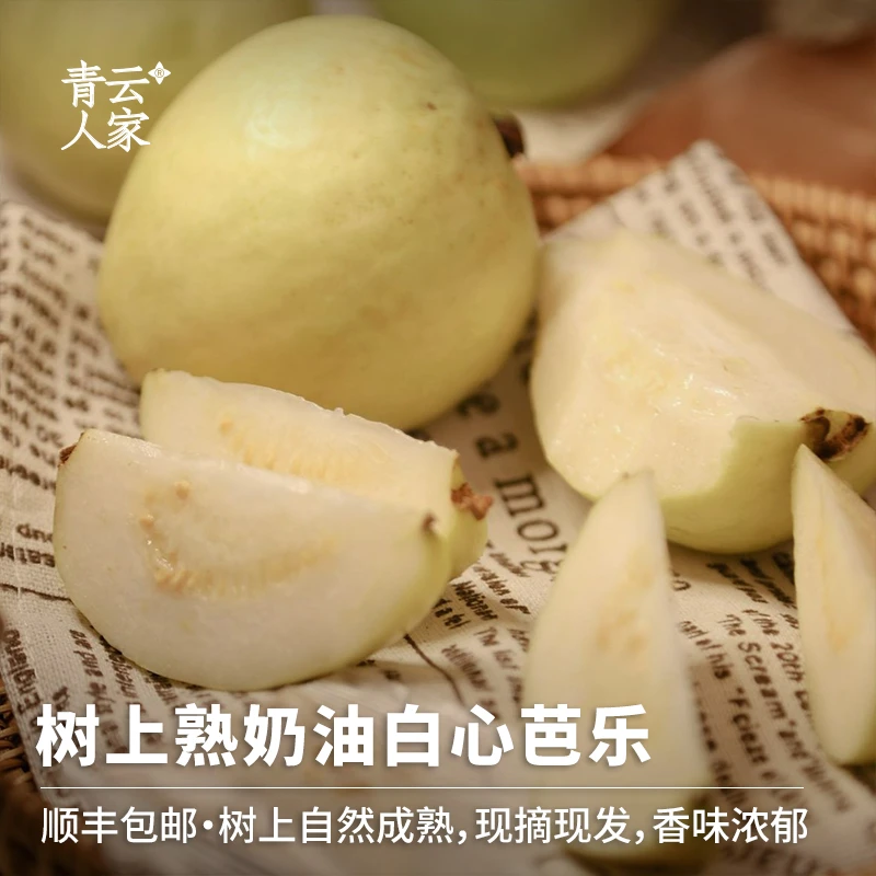 【顺丰包邮】福建树上熟奶油芭乐5斤装彩箱装香糯清甜白心芭乐水果X