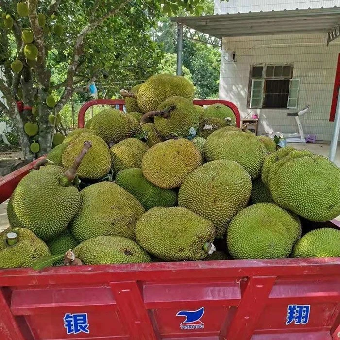 正宗广西湿苞菠萝蜜新鲜木菠萝湿包水苞菠萝榴莲菠萝蜜大树菠萝蜜