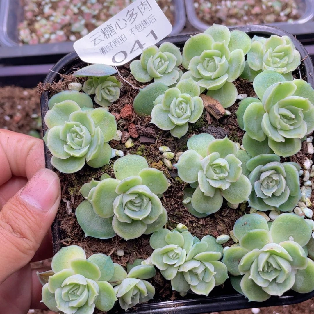 云糖心多肉植物41