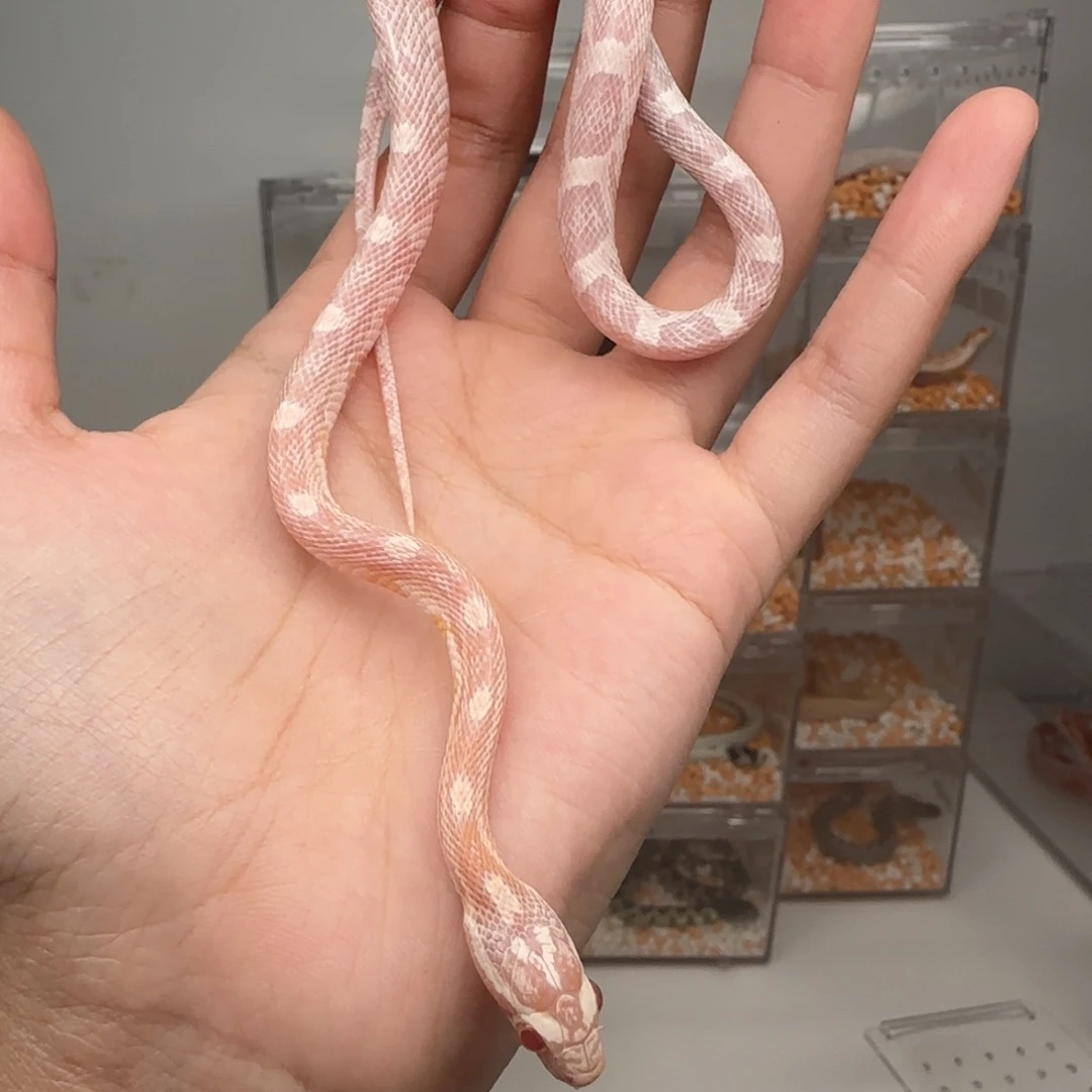 直播间专拍 珊瑚雪白妹妹