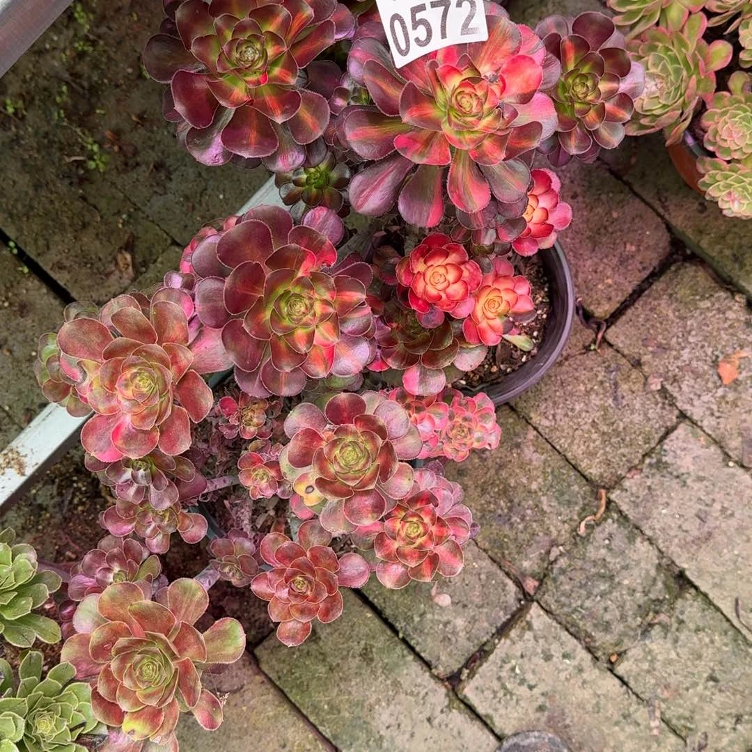 /***/花蝴蝶多肉植物0572两颗