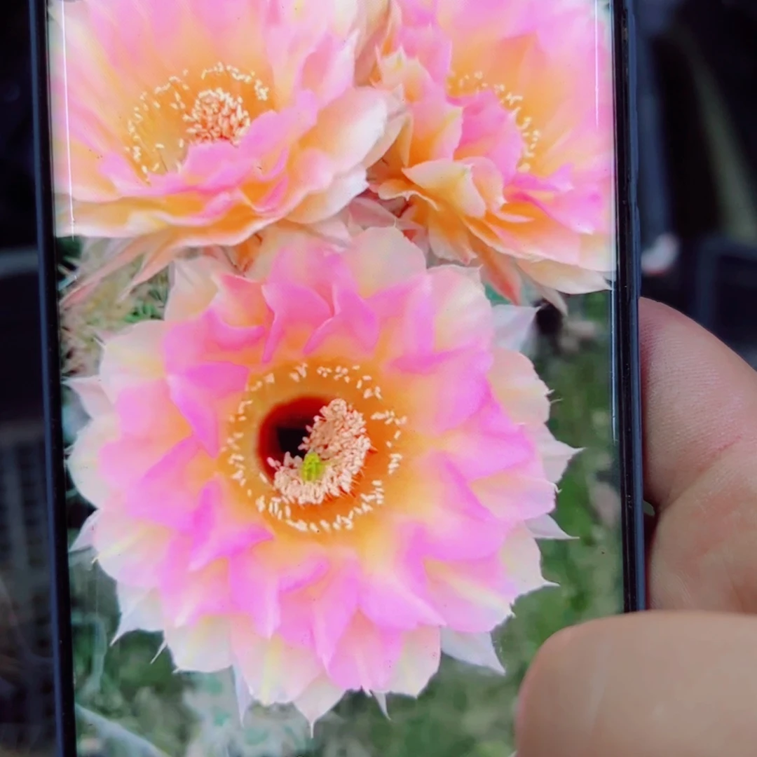 下107彩草粉牡丹斑点歪无根侧芽4公分左右20包邮