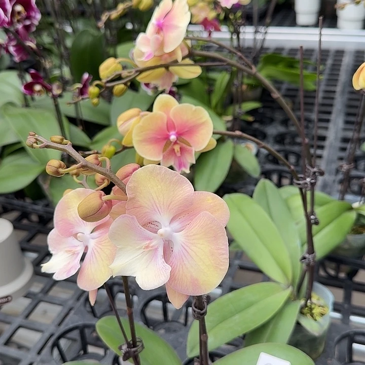 *****大部分开放少量花苞133共两颗