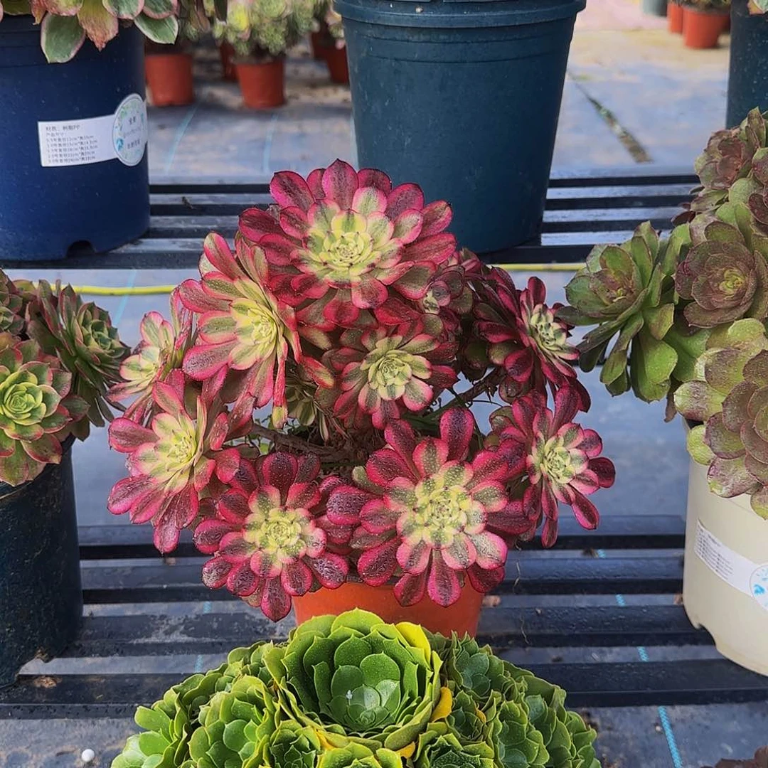 多肉植物美姬老庄
