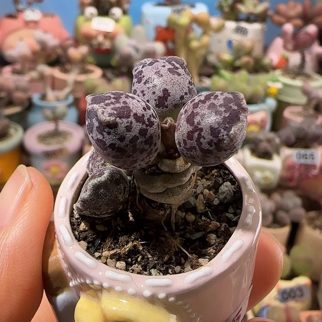 T可爱粉丸盆口2.5cm