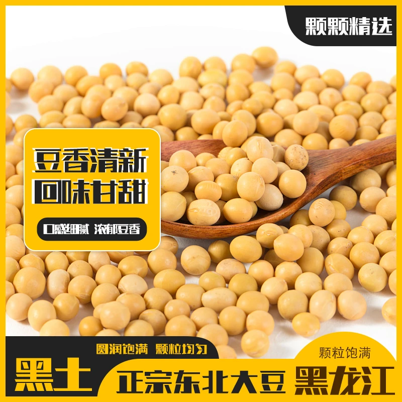 【 感恩回馈 当季新豆  】五斤十斤东北黄豆打豆浆豆颗粒饱满圆润