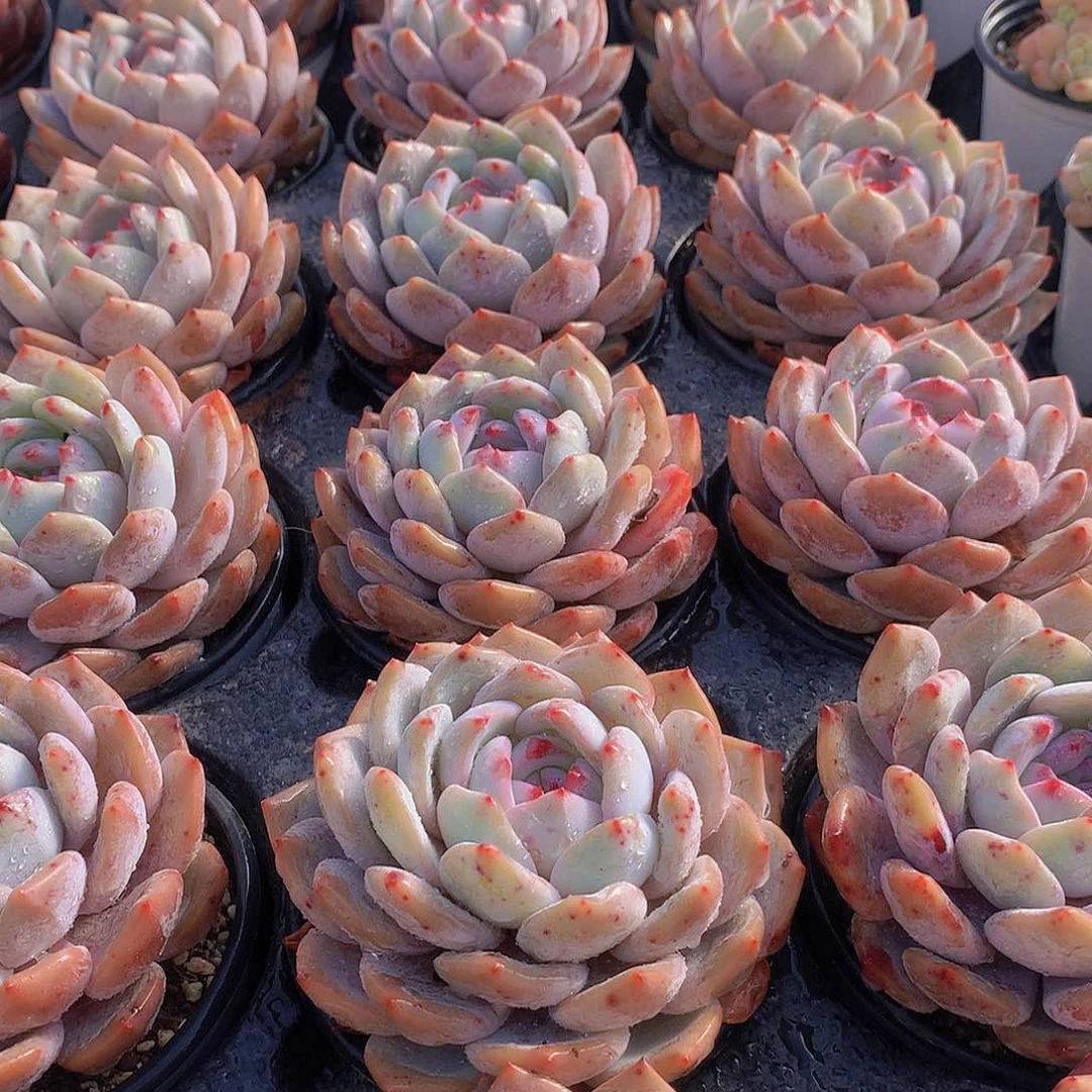 大天使橙23457789900000