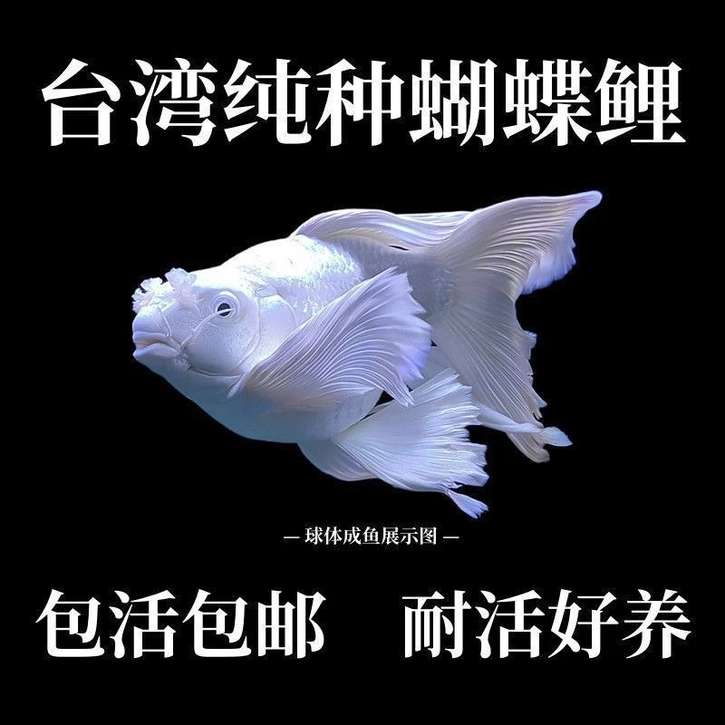 蝴蝶鲤鱼纯种石膏白赛级短球体观赏鱼淡水精品活体养殖繁殖发货