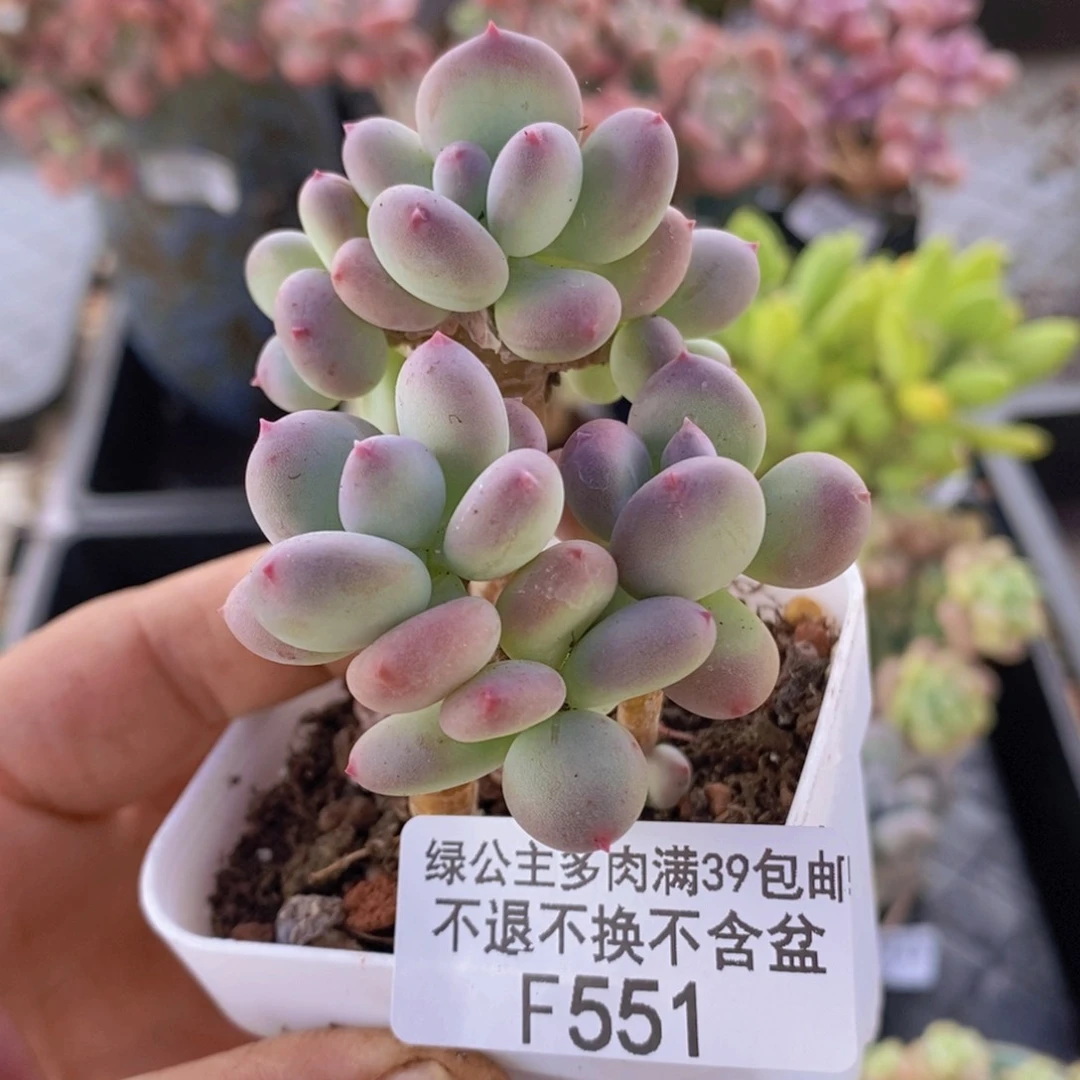 四代苹果奶不包整5cm551多肉植物