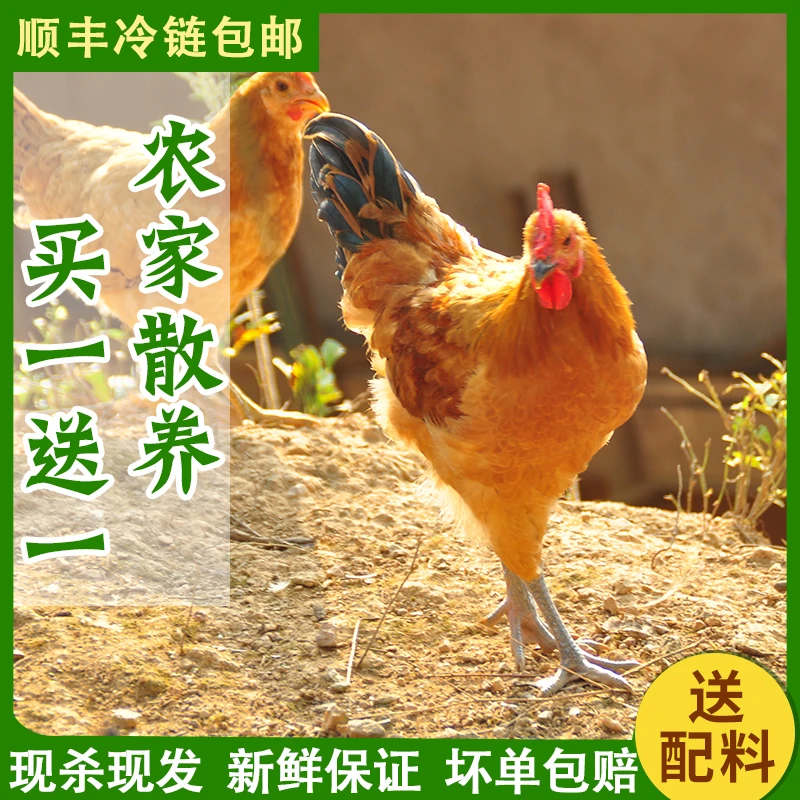 买一送一农家散养土公鸡童子鸡虫草鸡白切新鲜现杀净重3斤