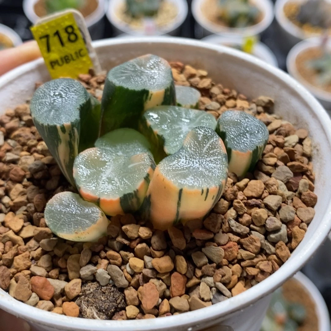 718欧大宝万象锦一物一图